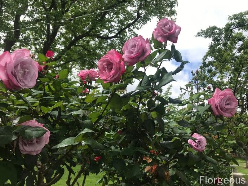 fertilizing roses