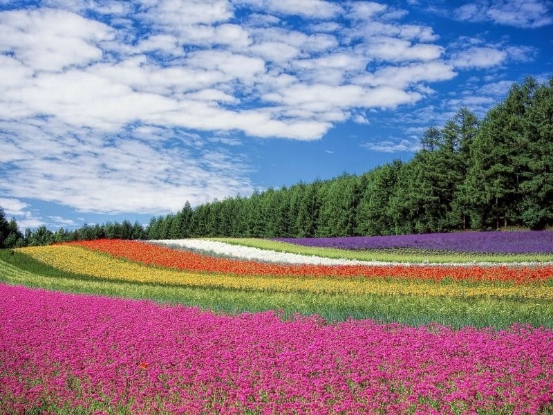 field of flowers