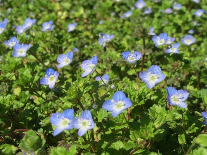 field speedwell