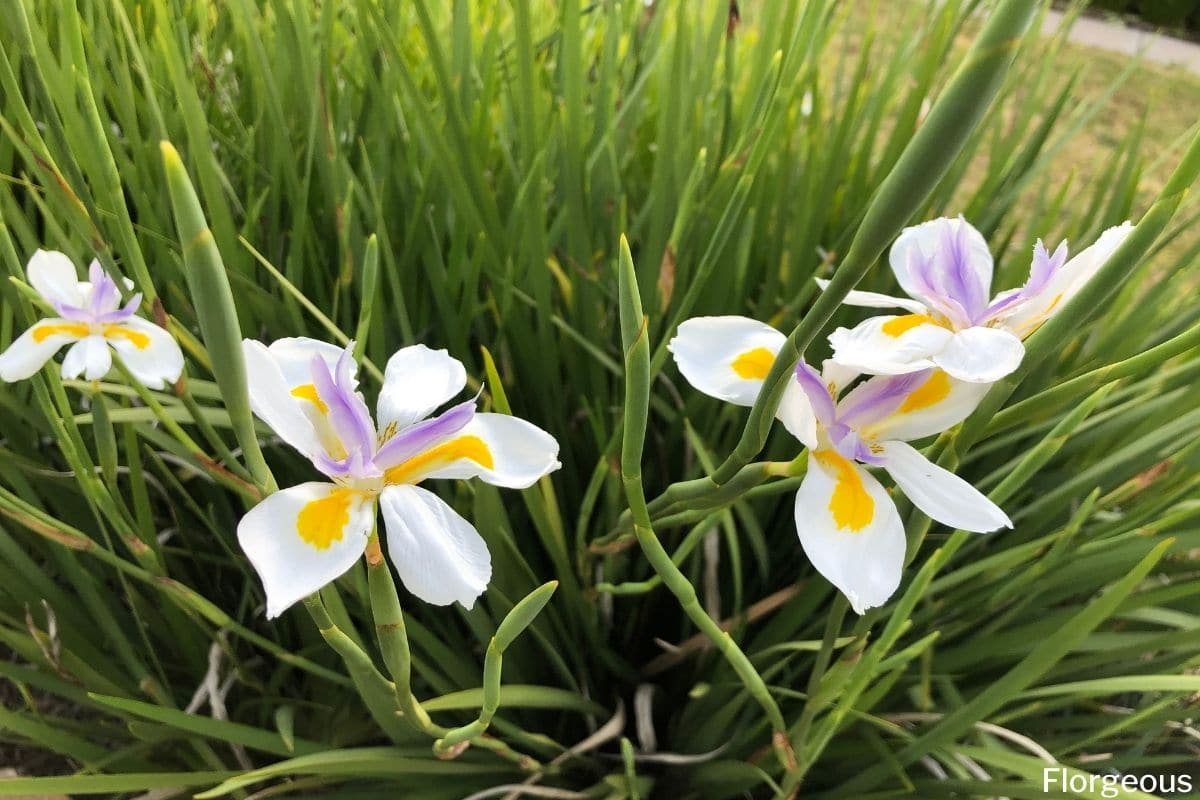 25 WHITE AFRICAN IRIS Fortnight Lily Dietes Iridioides Butterfly Flower Seeds 