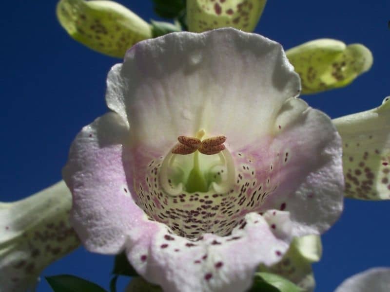 foxglove bloom