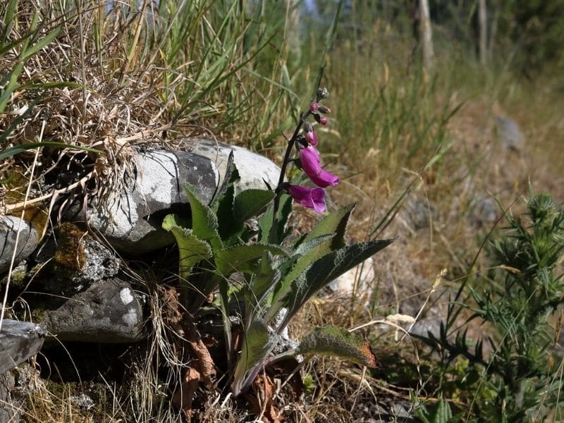 foxglove in stone