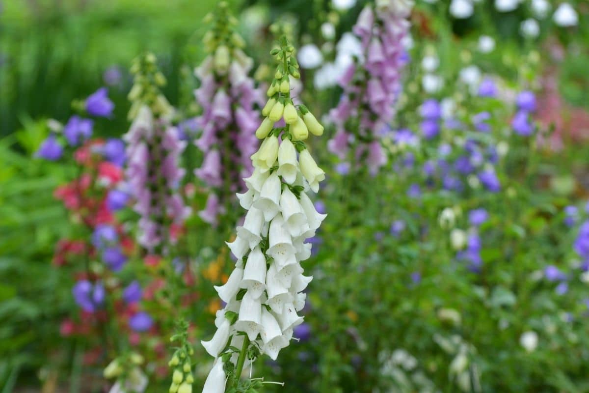 Foxglove Flowers Digitalis Types How To Grow And Care Florgeous