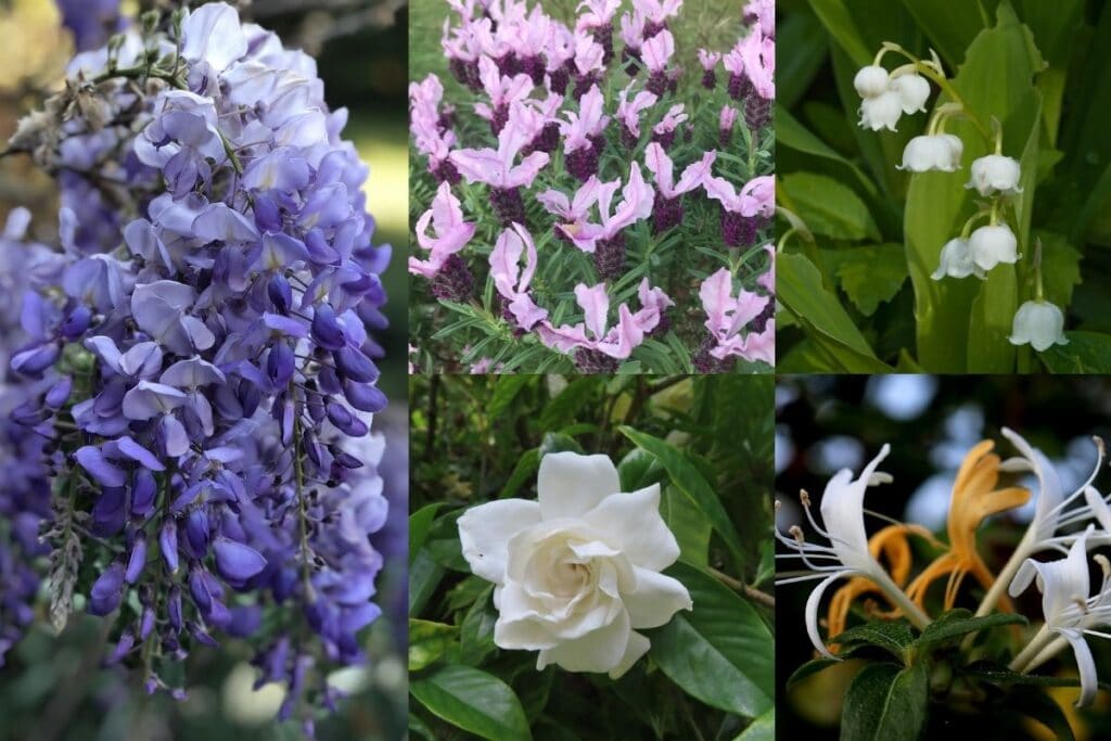 most fragrant flowers