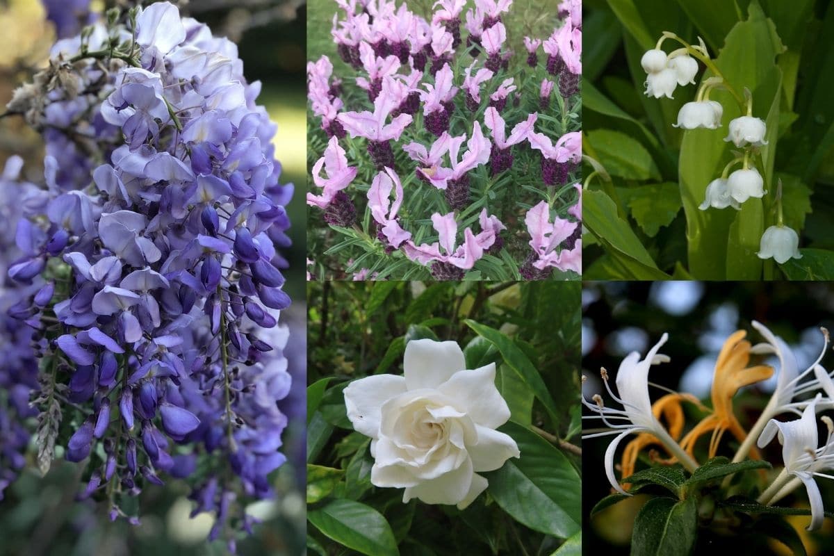 10 Best Fragrant Flowers to Plant That Smell Good for Garden | Florgeous