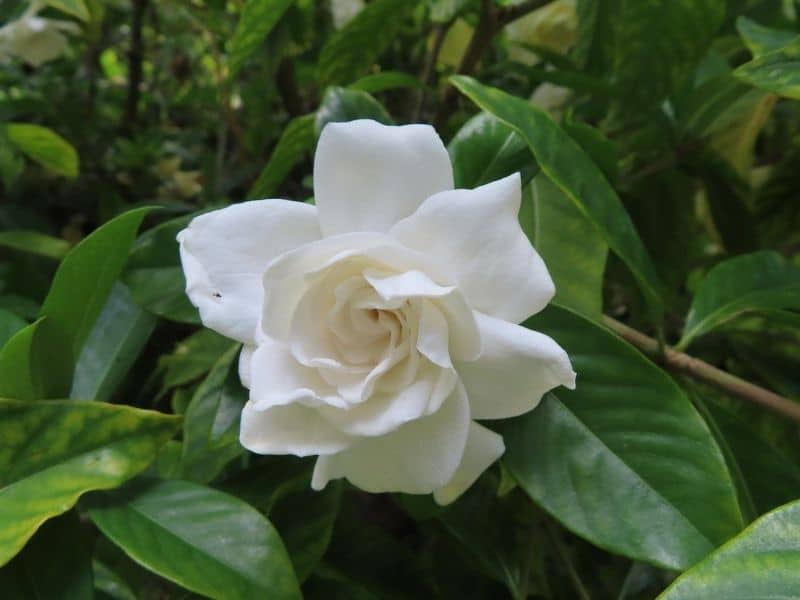 fragrant gardenia