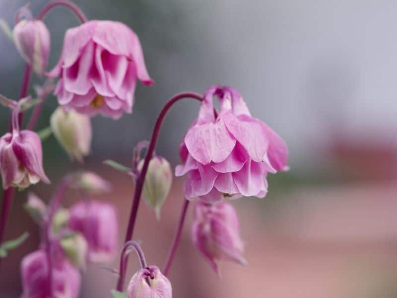 garden columbine