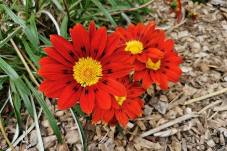 Gazania (Treasure Flower) Types, How to Grow and Care