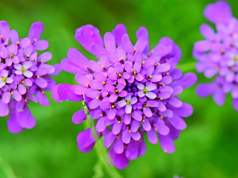 globe candytuft