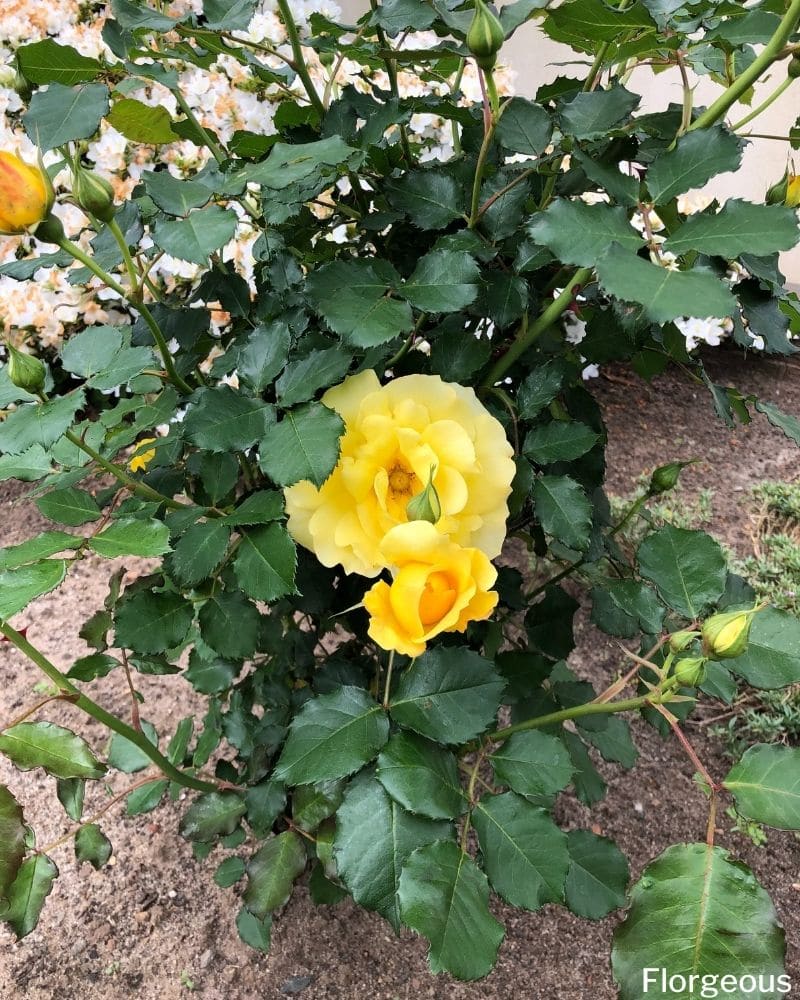 growing roses