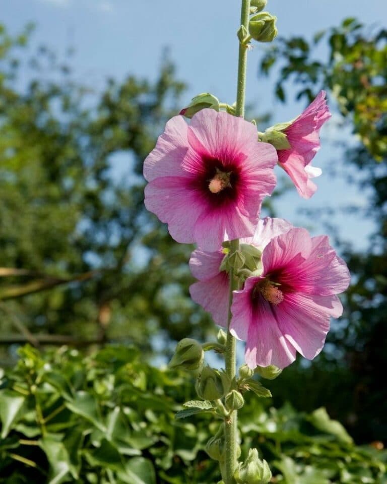 Hollyhock Flowers (Alcea): Types, How to Grow and Care | Florgeous