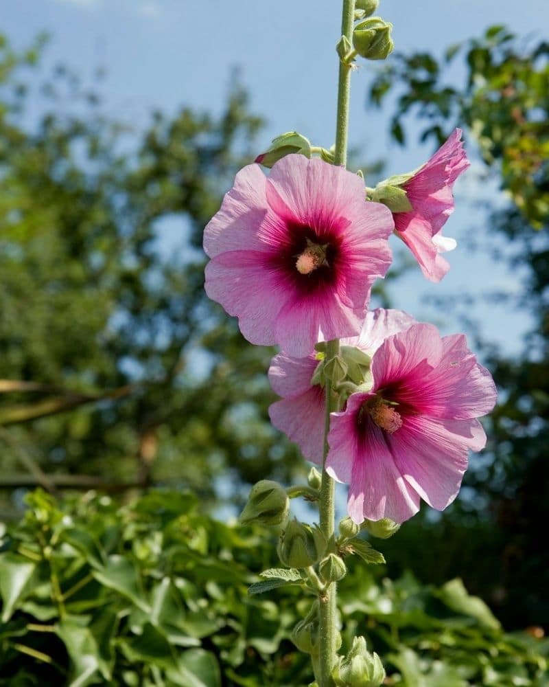 halo blush hollyhock