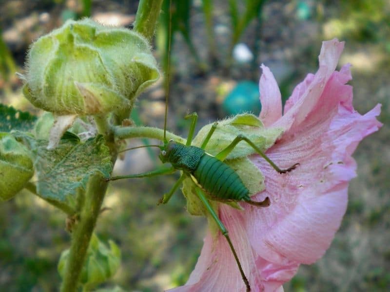 hollyhock bud with insect