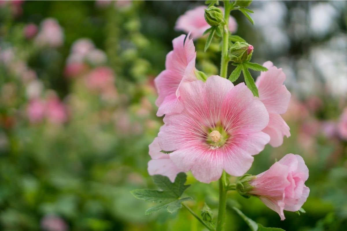 Hollyhock Alcea Plant Types How To Grow And Care Florgeous