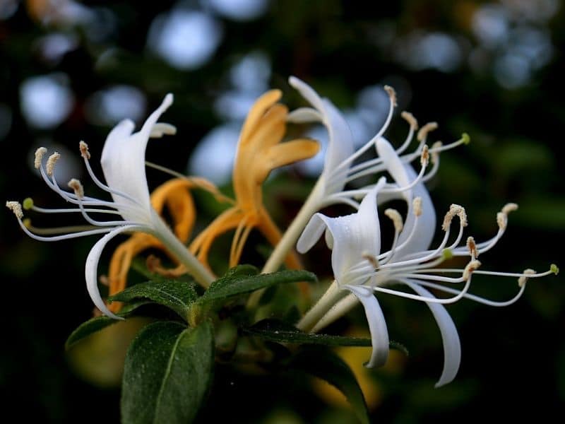 honeysuckles