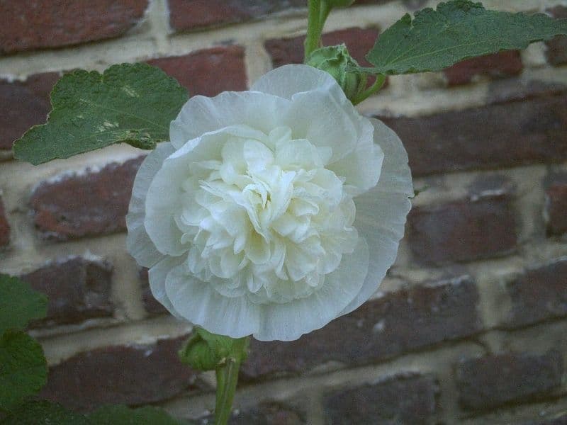 icicle hollyhock