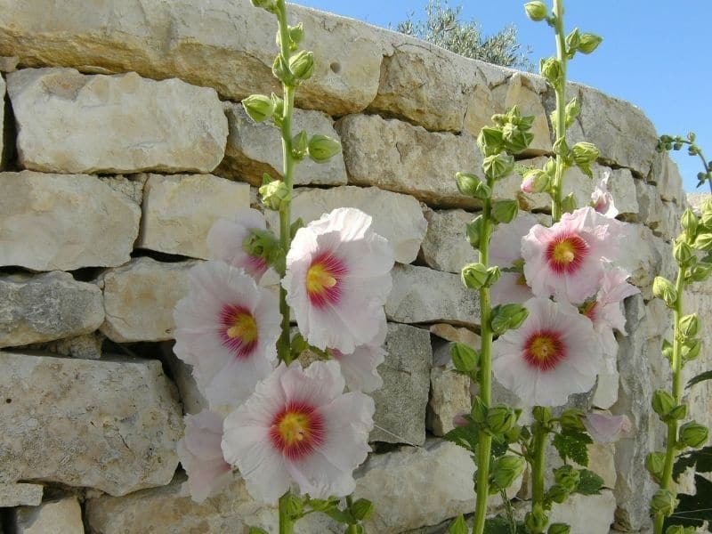 light pink hollyhocks