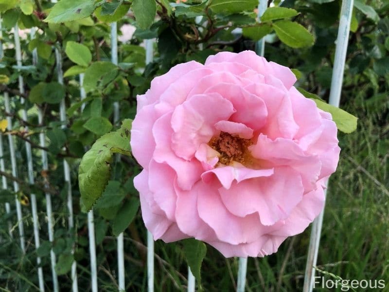 light pink rose bush