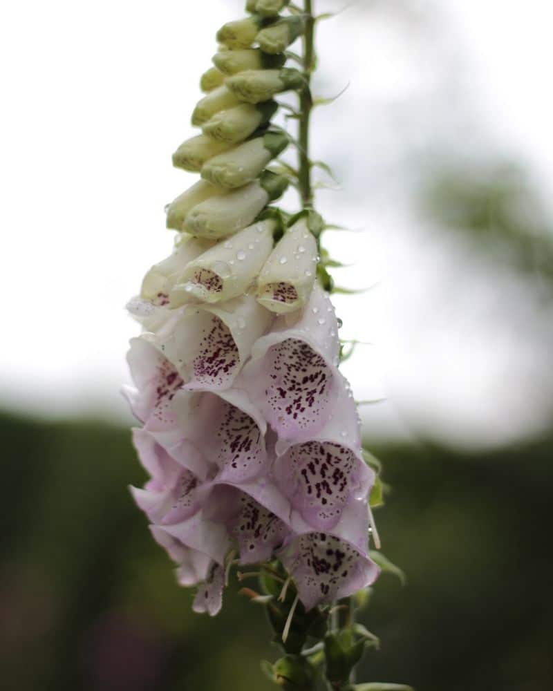 light violet foxgloves