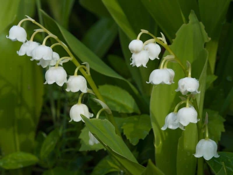 lily of the valley flowers