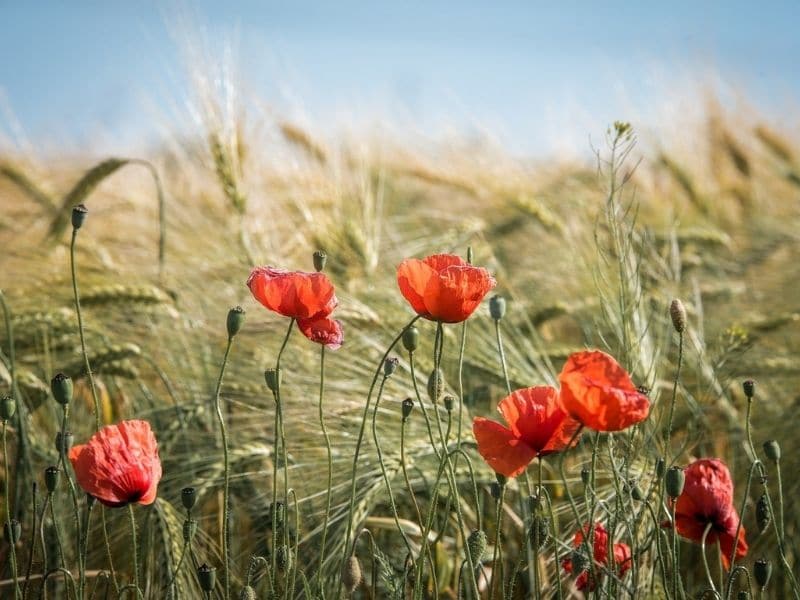 orange flowers in summer