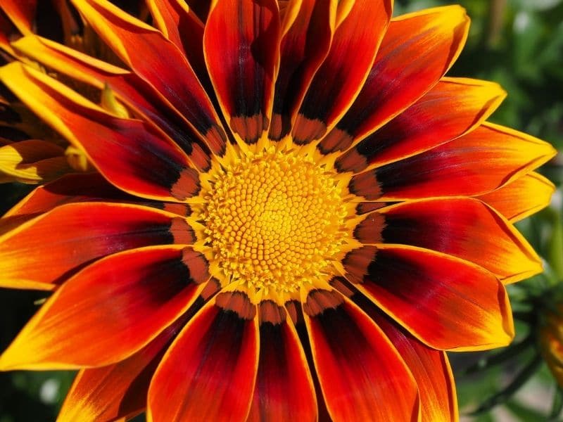 orange gazania