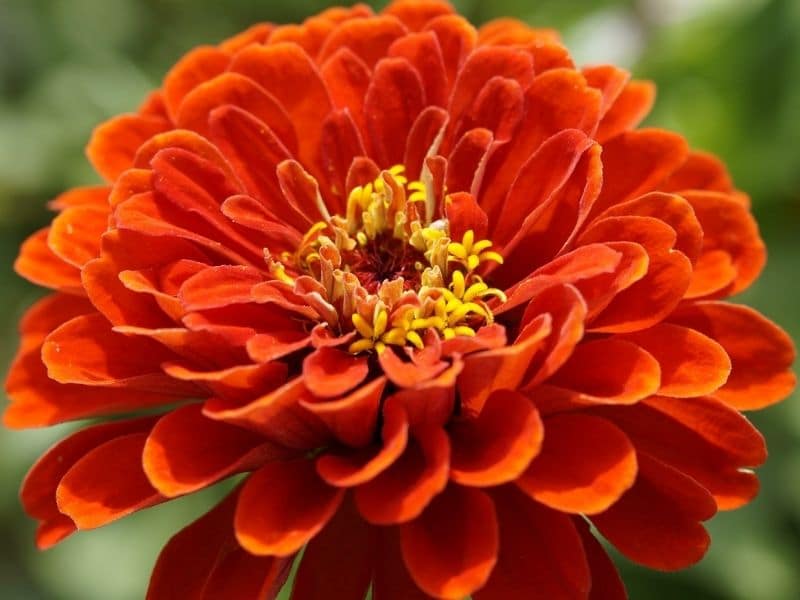 orange zinnia