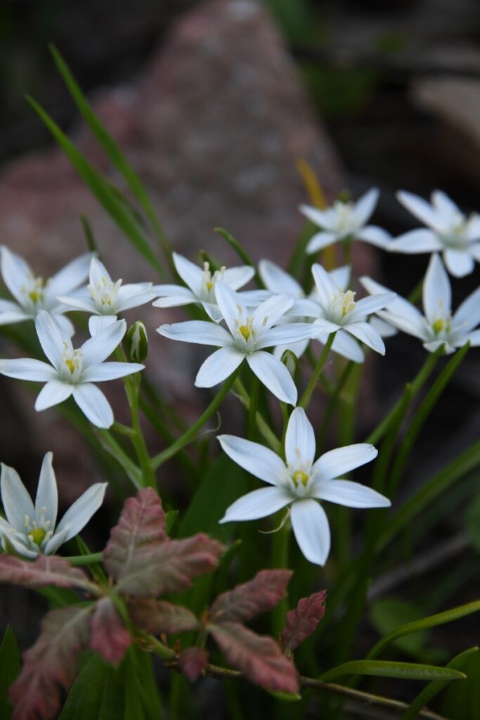 ornithogalum plant