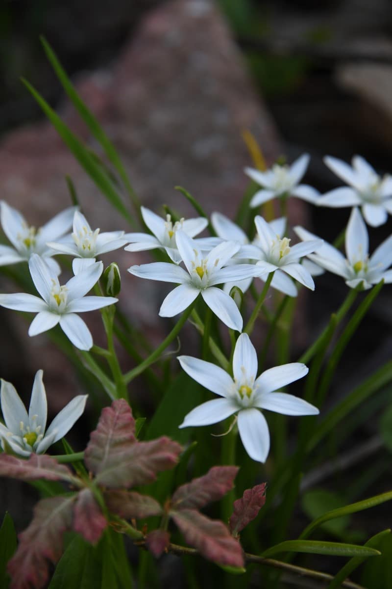 Blue Star of Bethlehem Flower - Back Gardener