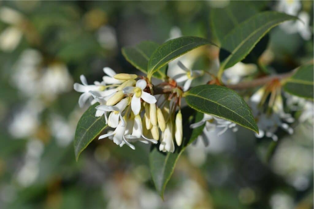 osmanthus flower meaning