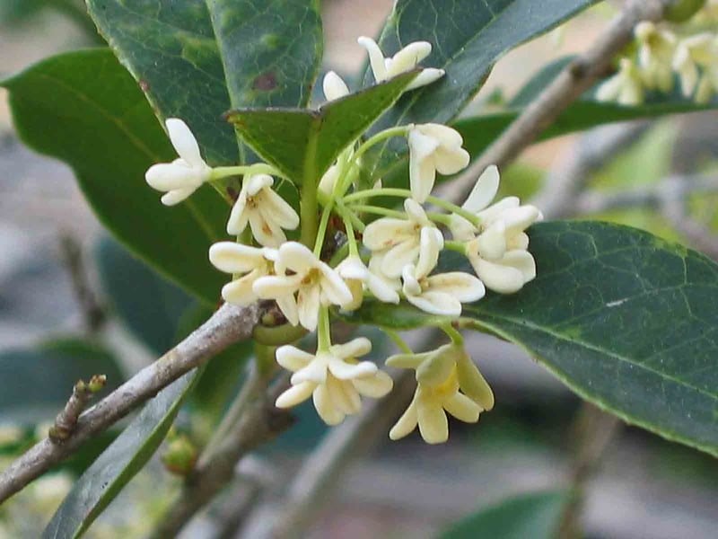 Osmanthus fragrans