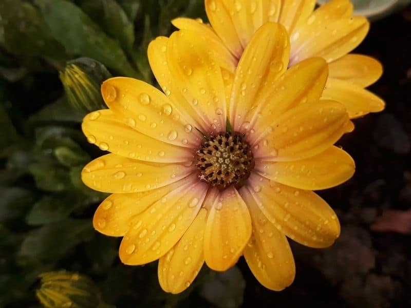 osteospermum care