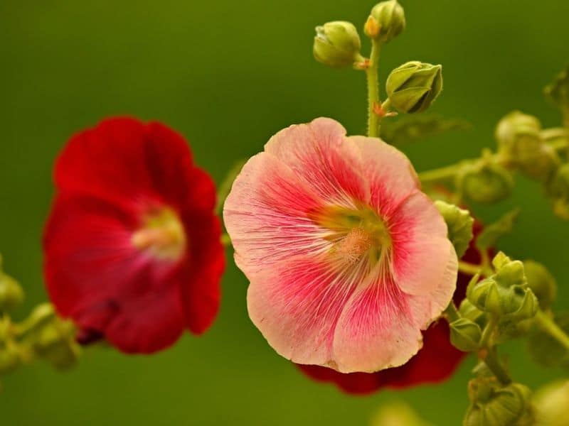 peach and red hollyhocks