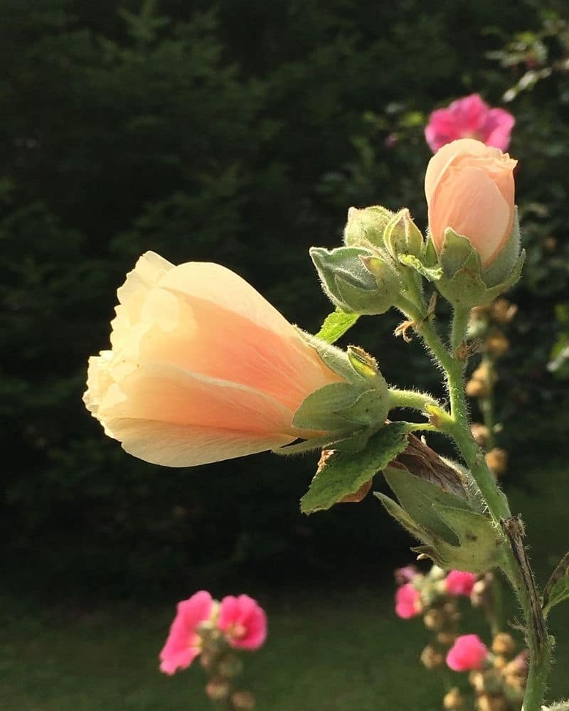 peaches and dreams hollyhock