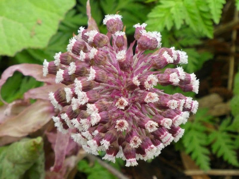 pink butterbur