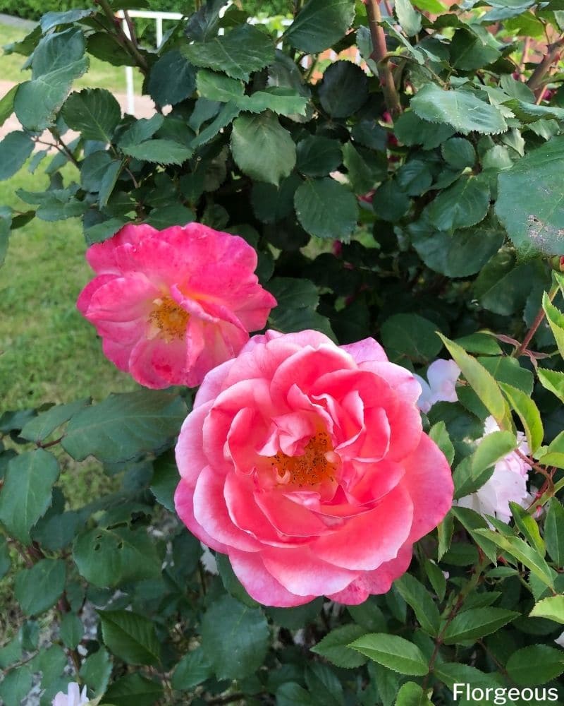 pink garden roses