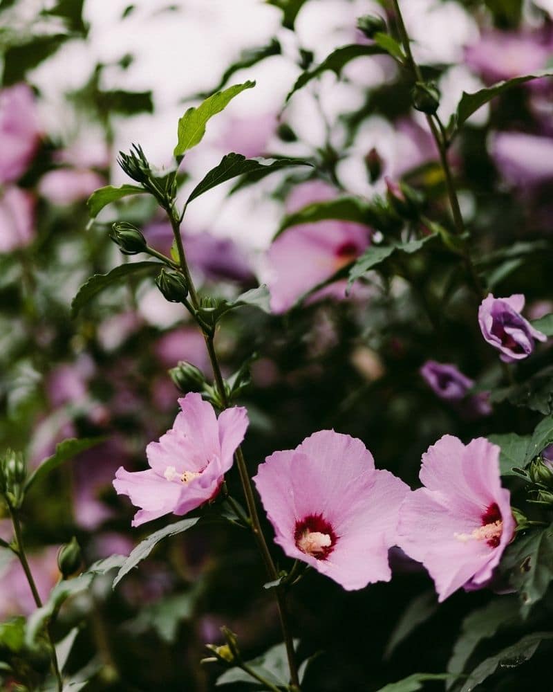 pink hollyhock flowers