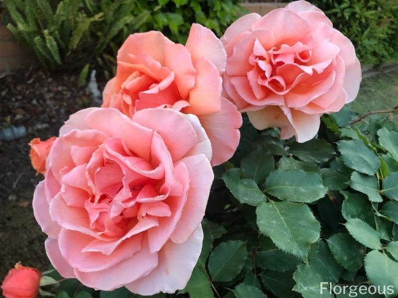 pink rose bush