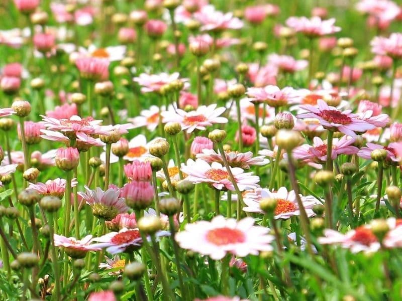 pink wildflowers