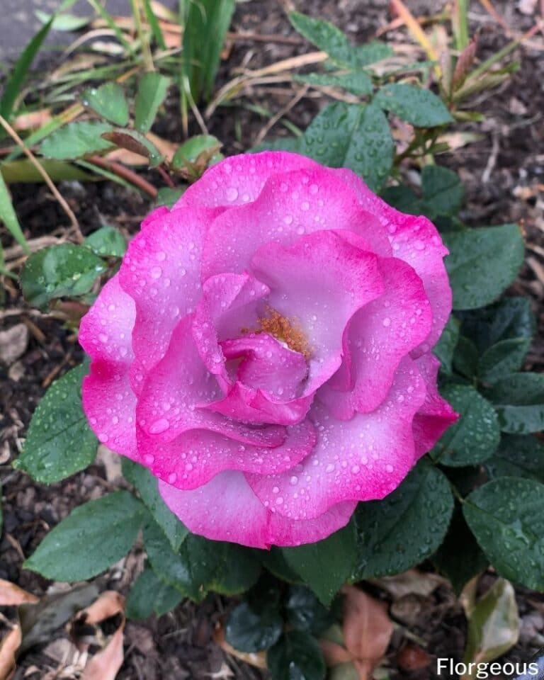 Rose Bush Care A Complete Guide to Growing Garden Roses