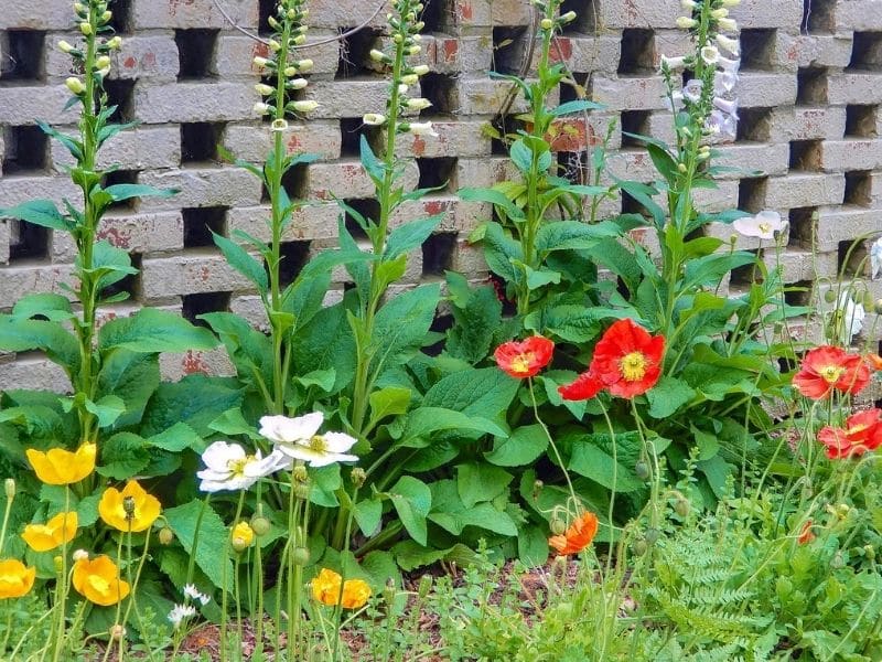 poppies and foxgloves