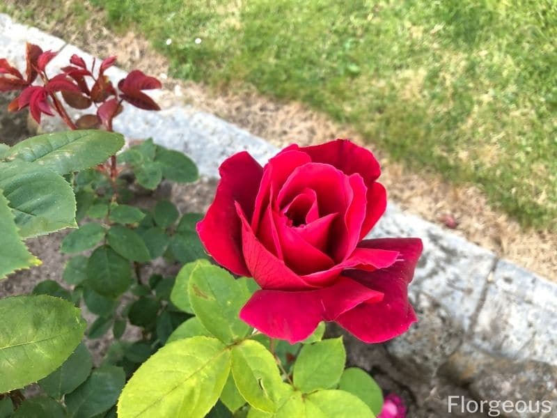 pruning rose bushes