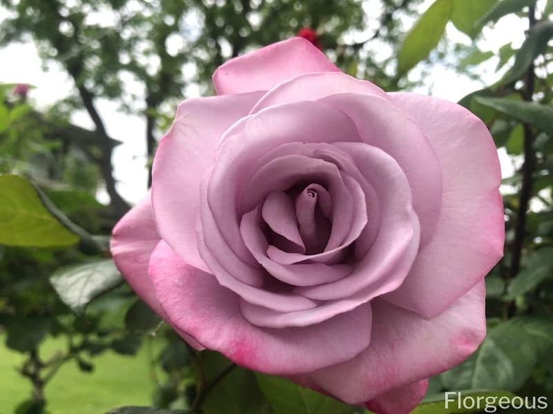 purple hybrid tea rose