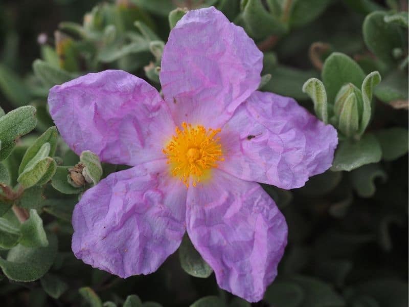 purple rockrose