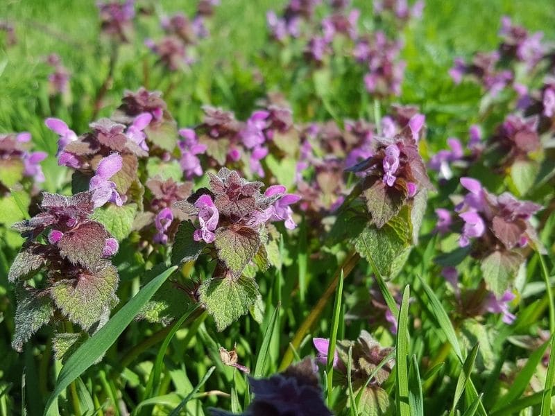 red dead nettle