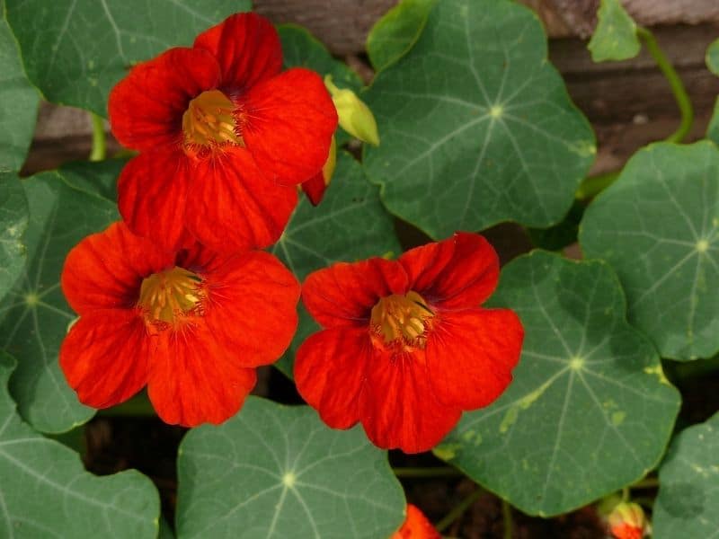 red nasturtium