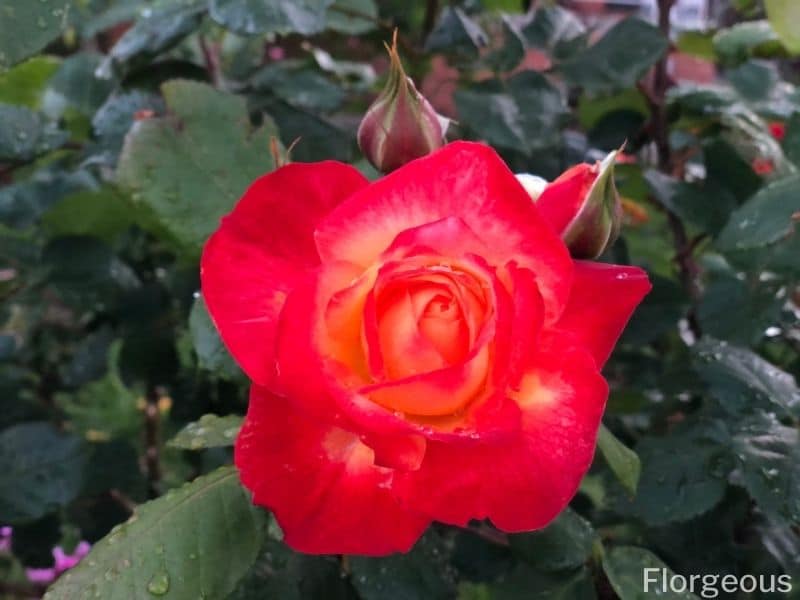 red orange rosebush