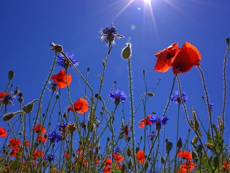 red poppies