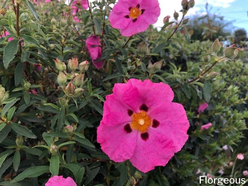 rockrose plant