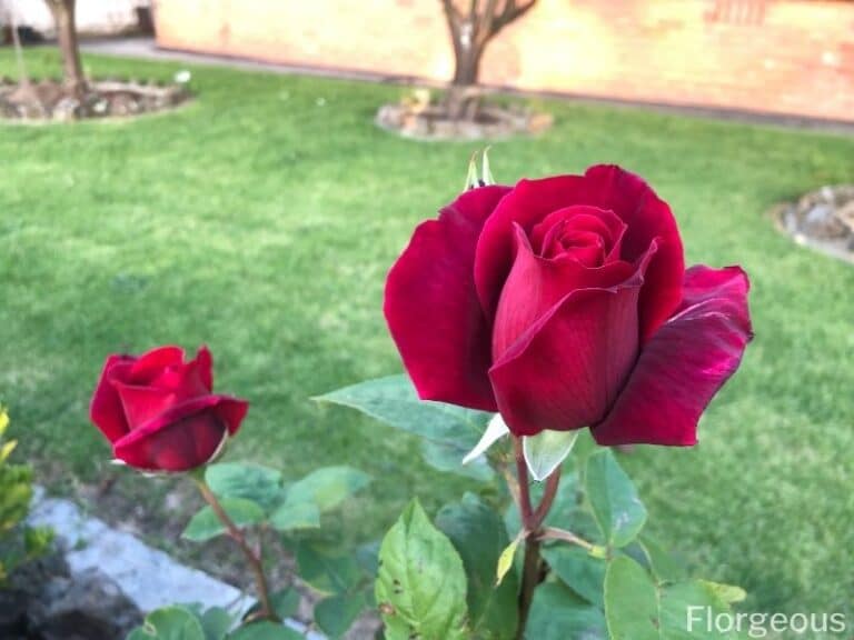 Rose Bush Care A Complete Guide to Growing Garden Roses